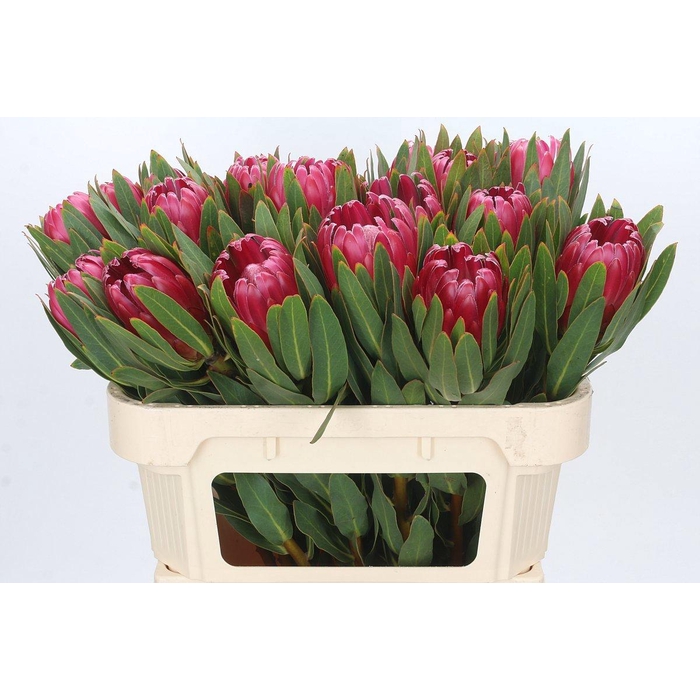 <h4>PROTEA BRENDA</h4>