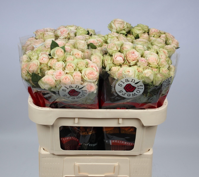 <h4>R TR IRISCHKA</h4>