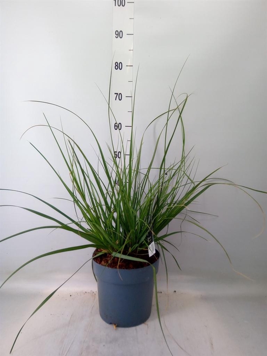 <h4>Cortaderia sell.</h4>