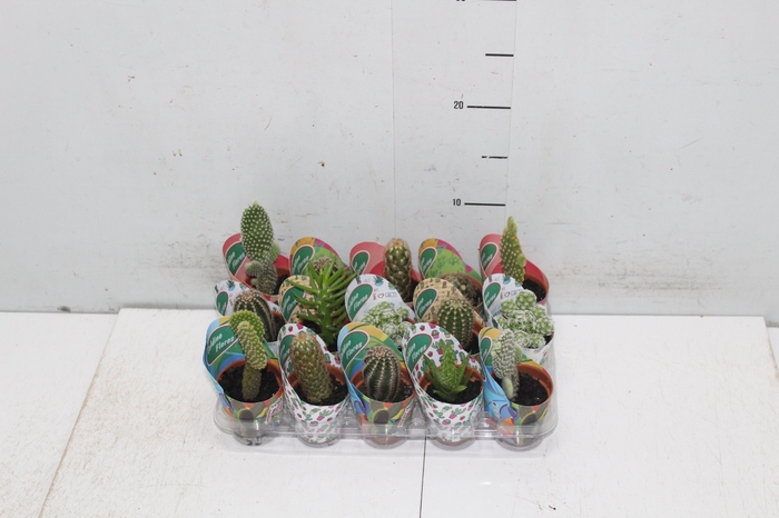 <h4>CACTUS MINI P06</h4>