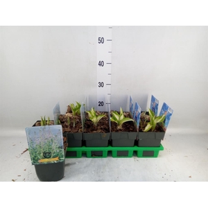 Hosta undulata 'Mediovariegata'