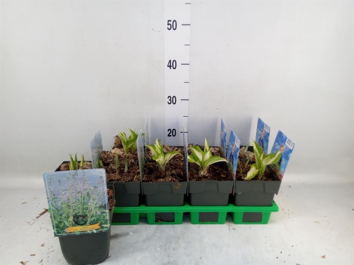 <h4>Hosta undulata 'Mediovariegata'</h4>