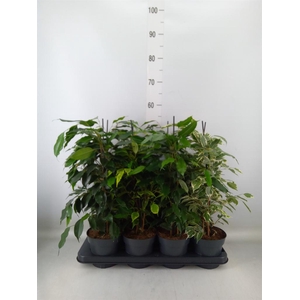 Ficus benja.   ...mix