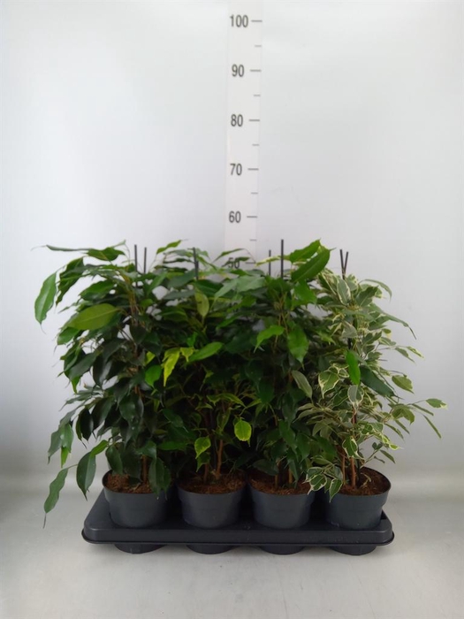 <h4>Ficus benja.   ...mix</h4>