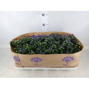 Aster n-b 'Showmakers Blue Bayou'