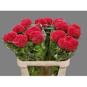 CELOSIA C PERSIMMON CHIEF