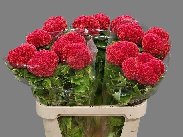 <h4>CELOSIA C PERSIMMON CHIEF</h4>