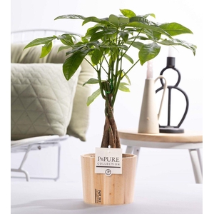 Pachira Aquatica in P&PURE wood pot