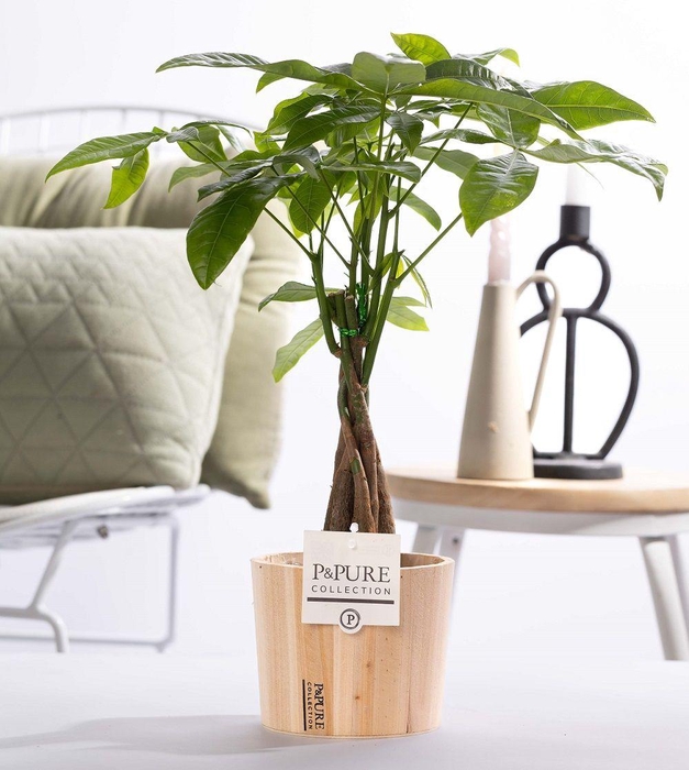 <h4>Pachira Aquatica in P&PURE wood pot</h4>
