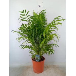 Chamaedorea elegans