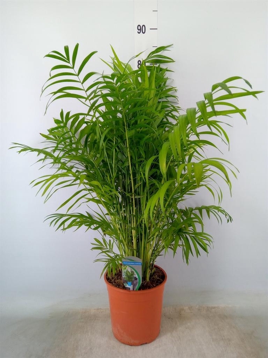 <h4>Chamaedorea elegans</h4>