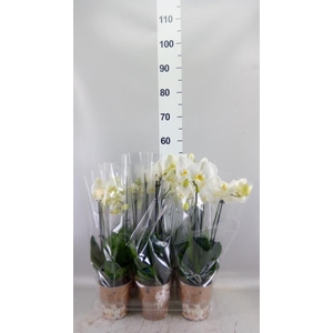 Phalaenopsis   ...white