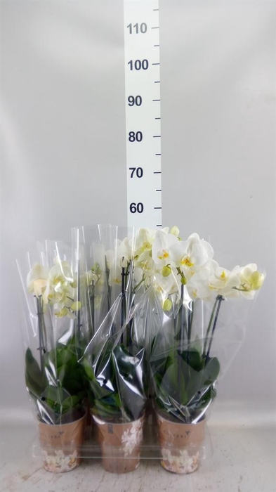 <h4>Phalaenopsis   ...white</h4>
