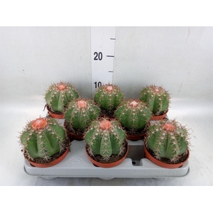 Melocactus matanzanus