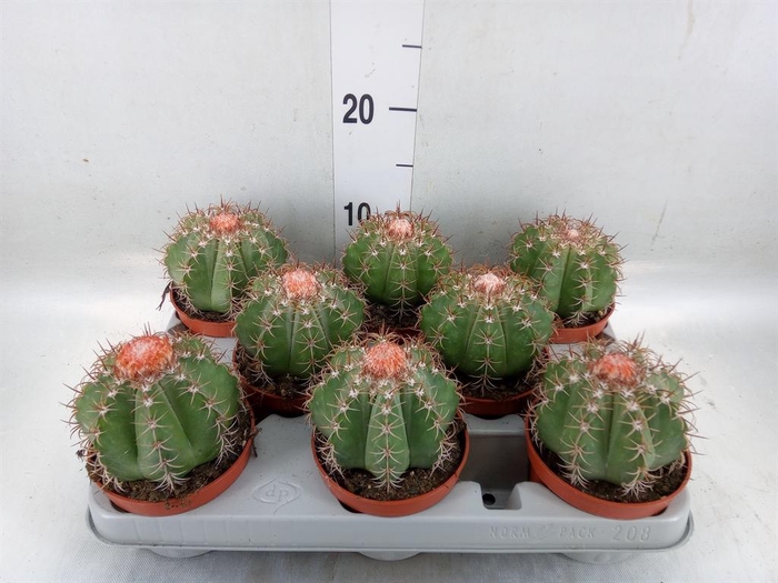 <h4>Melocactus matanzanus</h4>