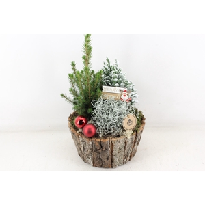 arr2 PL - Schors pot Picea L - red