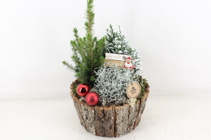 <h4>arr2 PL - Schors pot Picea L - red</h4>