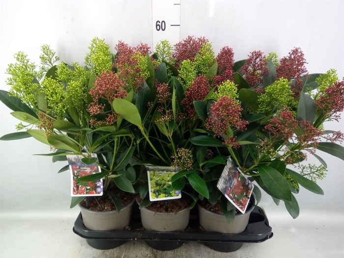 <h4>Skimmia   ...</h4>