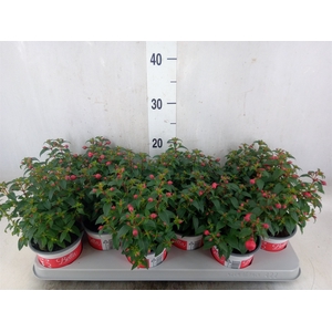 Fuchsia  'Bella Fuchsia Evita'