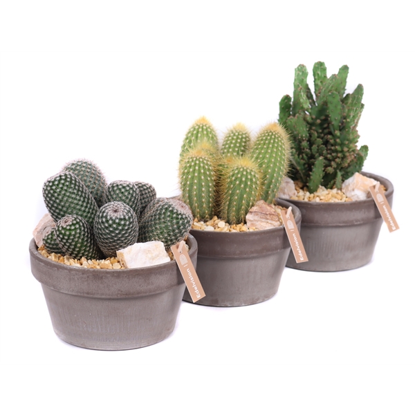 Cactus 12 cm in grijs/bruine schaal met steentjes, keien en etiket