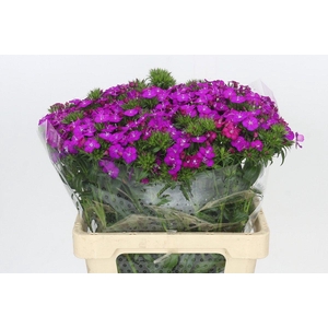 Dianthus Br Amazon Neon Purple