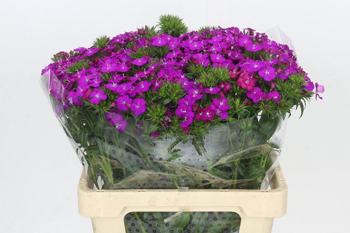 <h4>Dianthus Br Amazon Neon Purple</h4>