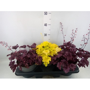 Heuchera  'Indian Summer'   ...mix