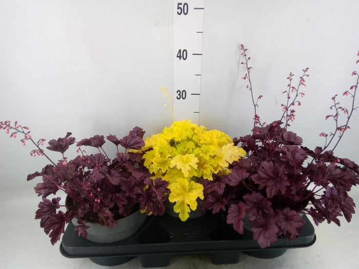 <h4>Heuchera 'Indian Summer' ...mix</h4>