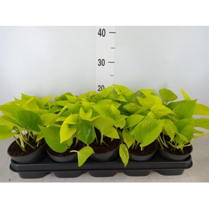 Epipremnum pinn. 'Golden Pothos'