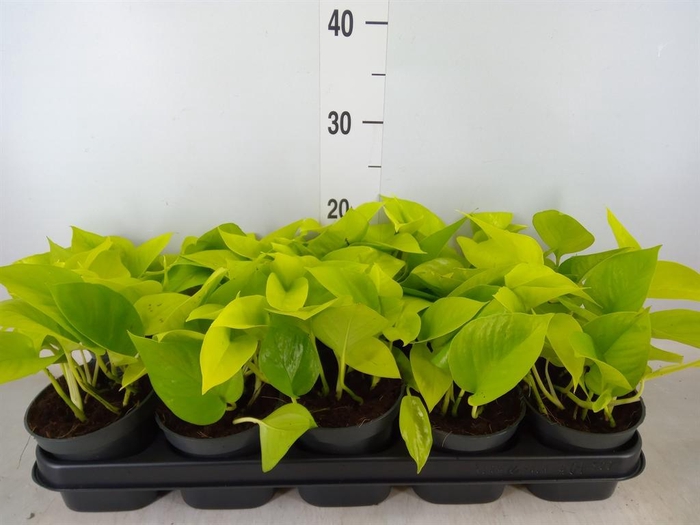 <h4>Epipremnum pinn. 'Golden Pothos'</h4>