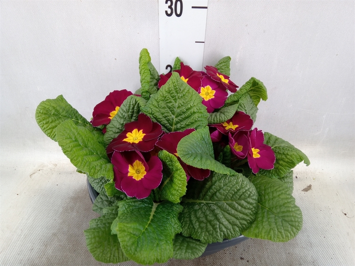 <h4>Primula ac.   ...mix</h4>