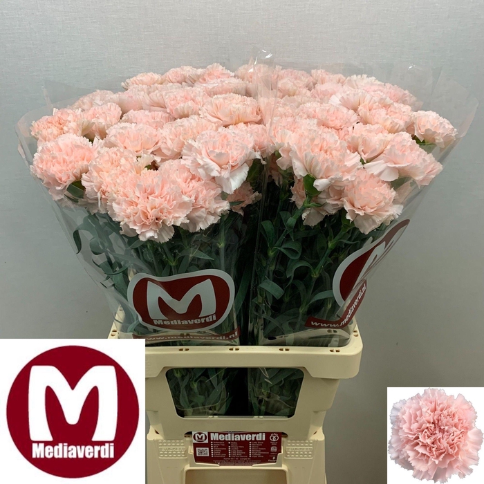 <h4>Dianthus st Hanoi</h4>