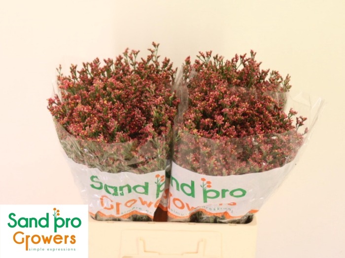 <h4>LIM SIN MAX DIA</h4>