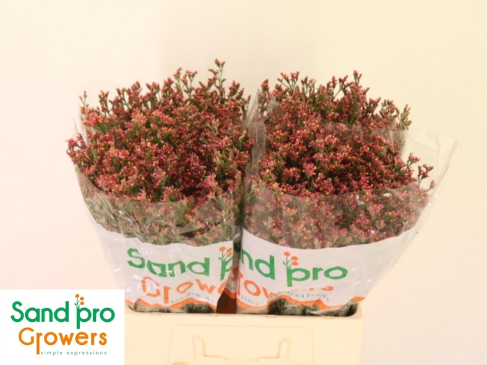 <h4>LIM SIN MAX DIA</h4>