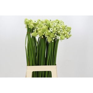 Ornithogalum Saundersiae