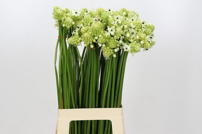 Ornithogalum Saundersiae