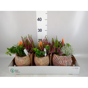 Arr.   Tuinplanten L%