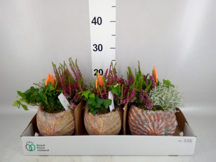 <h4>Arr.   Tuinplanten L%</h4>
