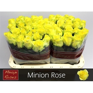 R GR MINION ROSE