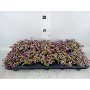Callisia repens 'Rosato'