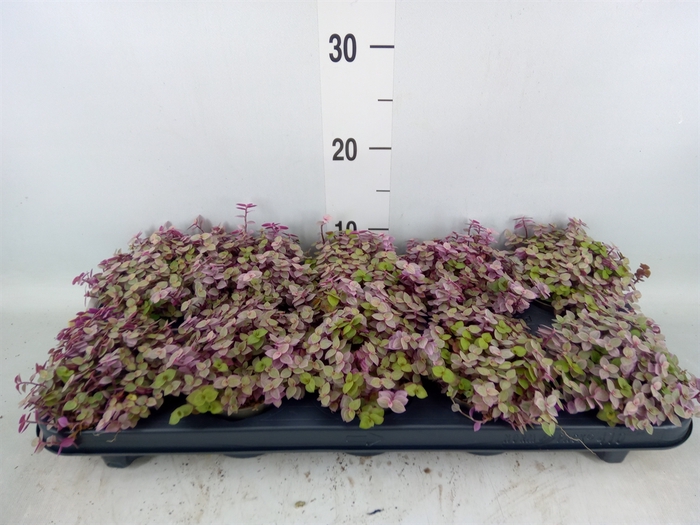 <h4>Callisia repens 'Rosato'</h4>