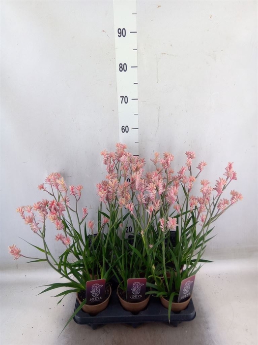 <h4>Anigozanthos   ...</h4>