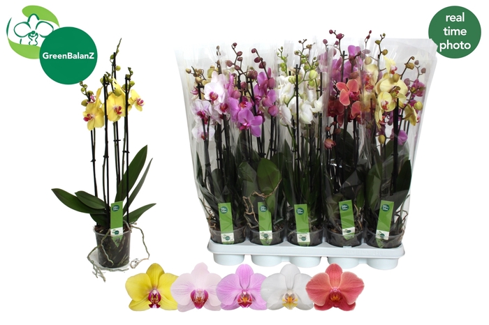 <h4>PHAL GEM 5 KL</h4>