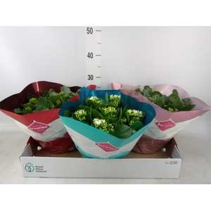 Kalanchoe blos.   ..mix 5