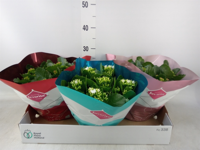 <h4>Kalanchoe blos.   ..mix 5</h4>