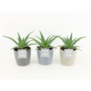 Aloe Arborescens in Gaia keramiek