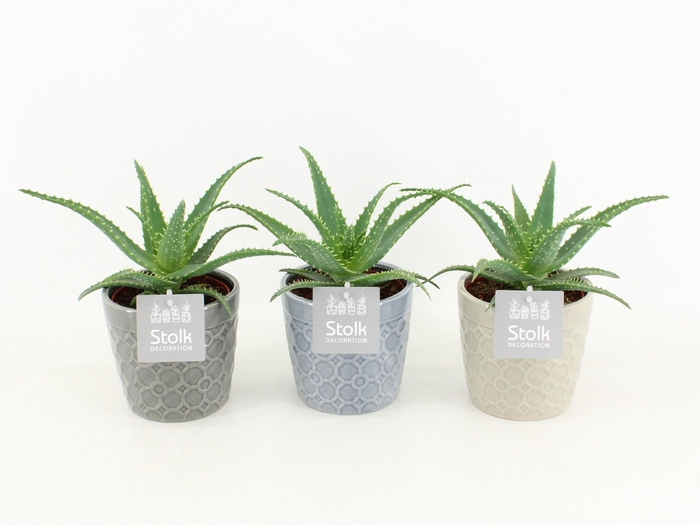 <h4>Aloe Arborescens in Gaia keramiek</h4>