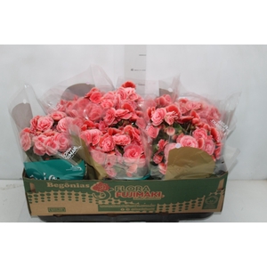 BEGONIA BORIAS P15