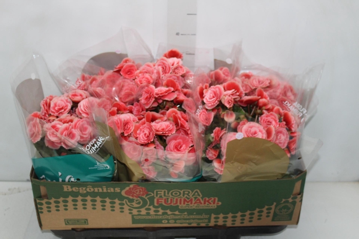 <h4>BEGONIA BORIAS P15</h4>