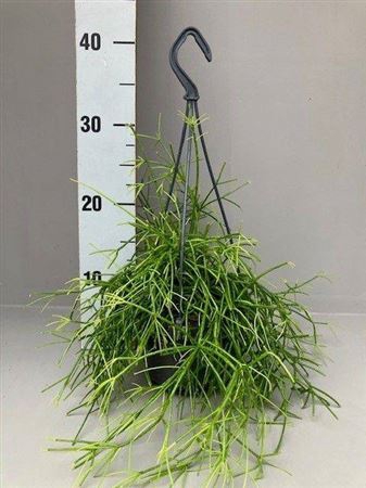 <h4>Rhipsalis Oasis</h4>